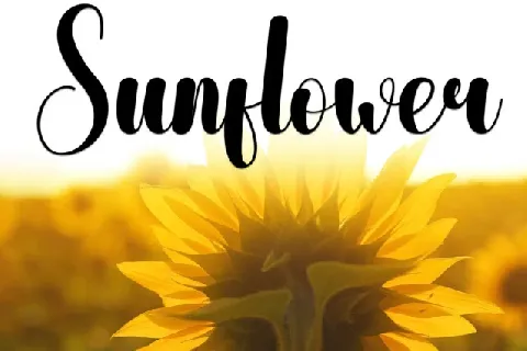 Sunlight Script Typeface font