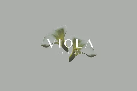 Viola Typeface font