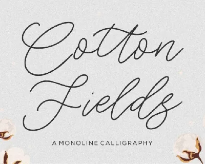Cotton Fields font