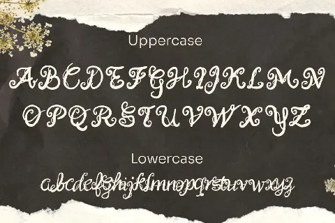 Caimellia font