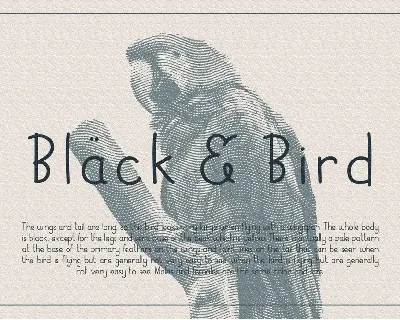 Black Bird DEMO font