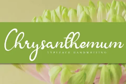 Chrysanthemum Handwritten font