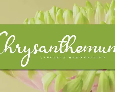 Chrysanthemum Handwritten font