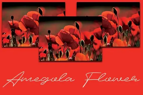 Amegola Flower Handwritten font