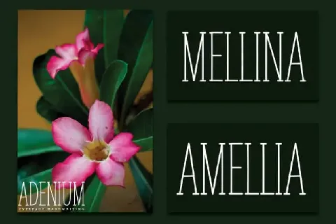 ADENIUM Display font