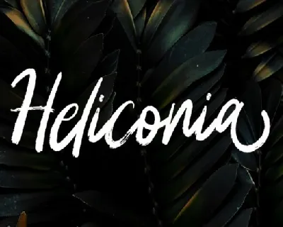 Heliconia Brush font