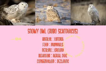 Snowy Owl font