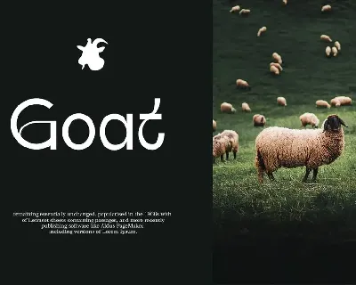 Qalifah | Modern Sans Serif font