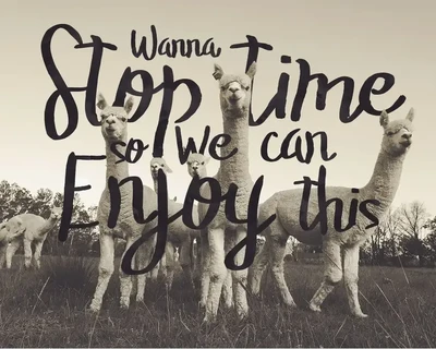 The Stopped Brush Typeface font