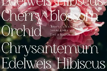 Gerlick Modern Serif Font