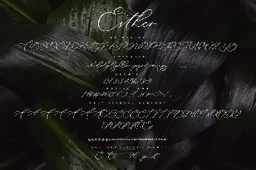 Esther - Calligraphy Script Font