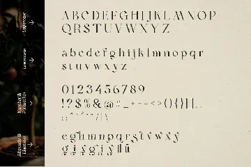 Bon Foyage - Modern Font