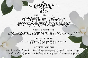 Willow Bloom modern calligraphy font