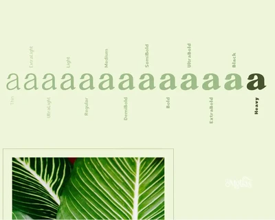 Mollas Typeface font