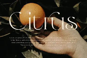 Olive & Citrus - Modern Serif font