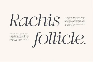 Swily Bright | Classy Font