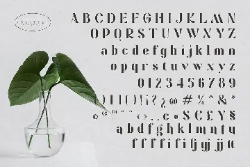 Solitten | Elegant Typeface font