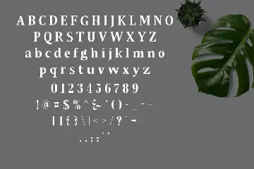 Qonara - Serif Font