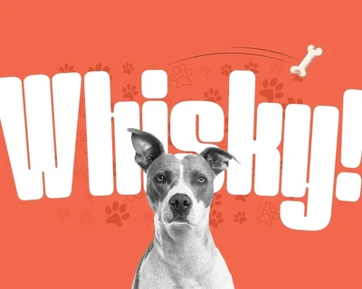 Werner Display font