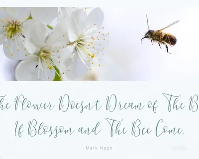 Berlinsa Script Font