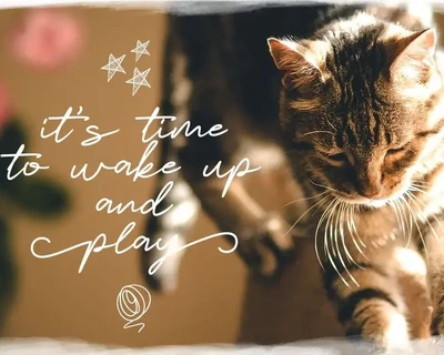 Moccat font